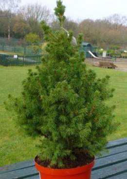 Alberta White Spruce Christmas Tree